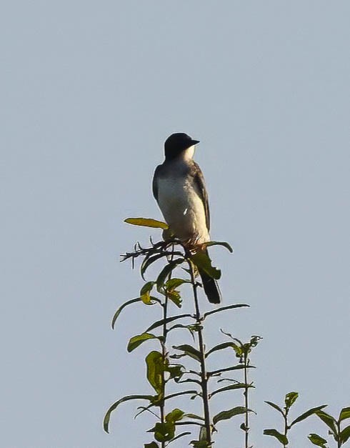 Eastern Kingbird - ML623873489