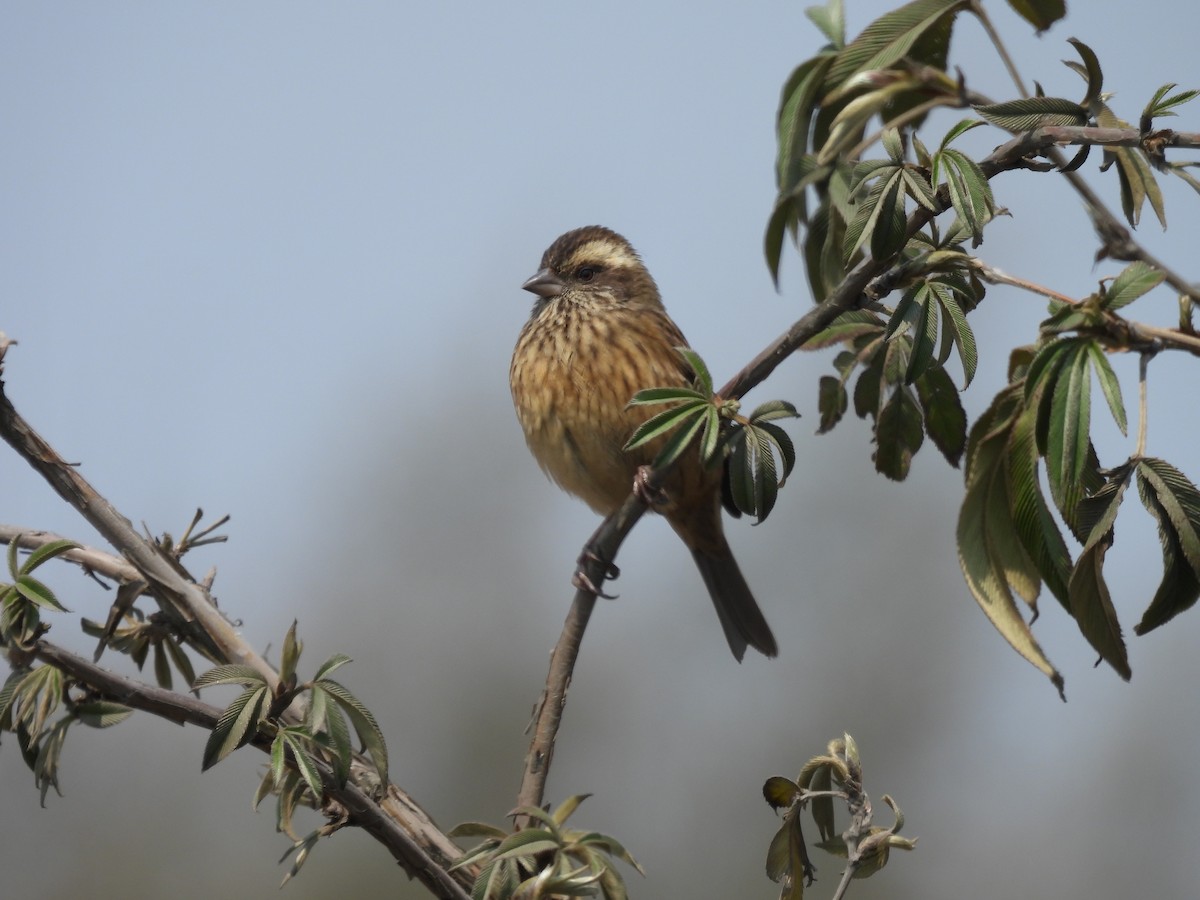 Pink-browed Rosefinch - ML623873490