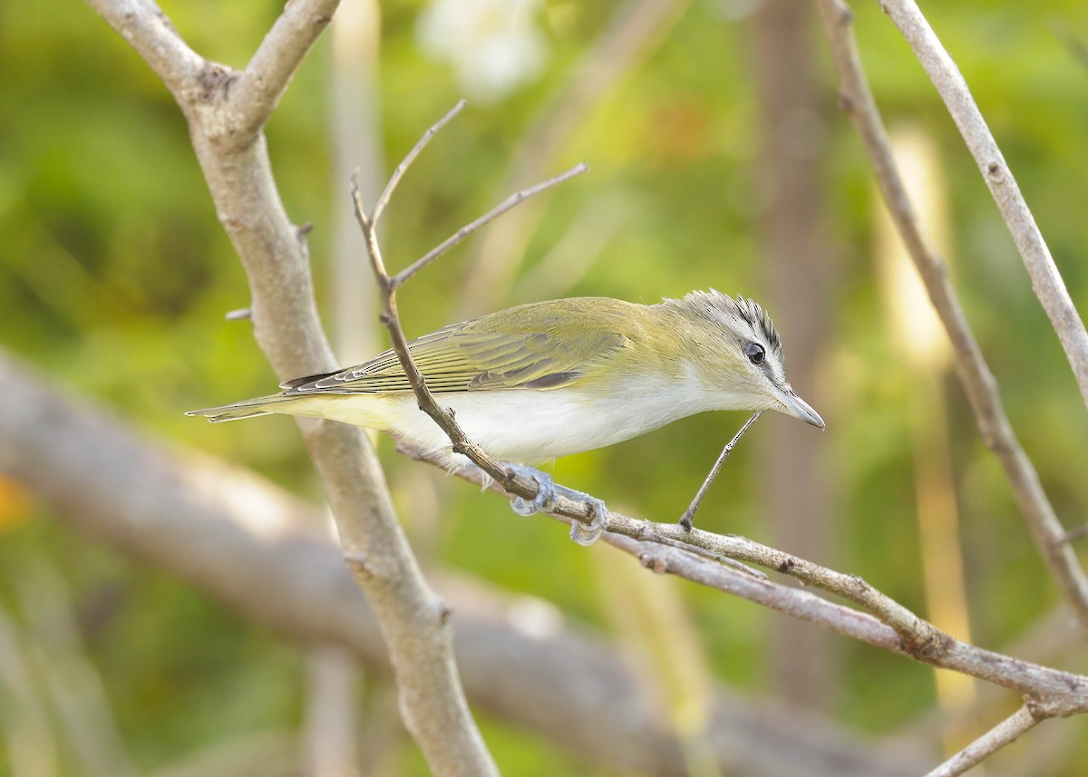 Red-eyed Vireo - ML623873510