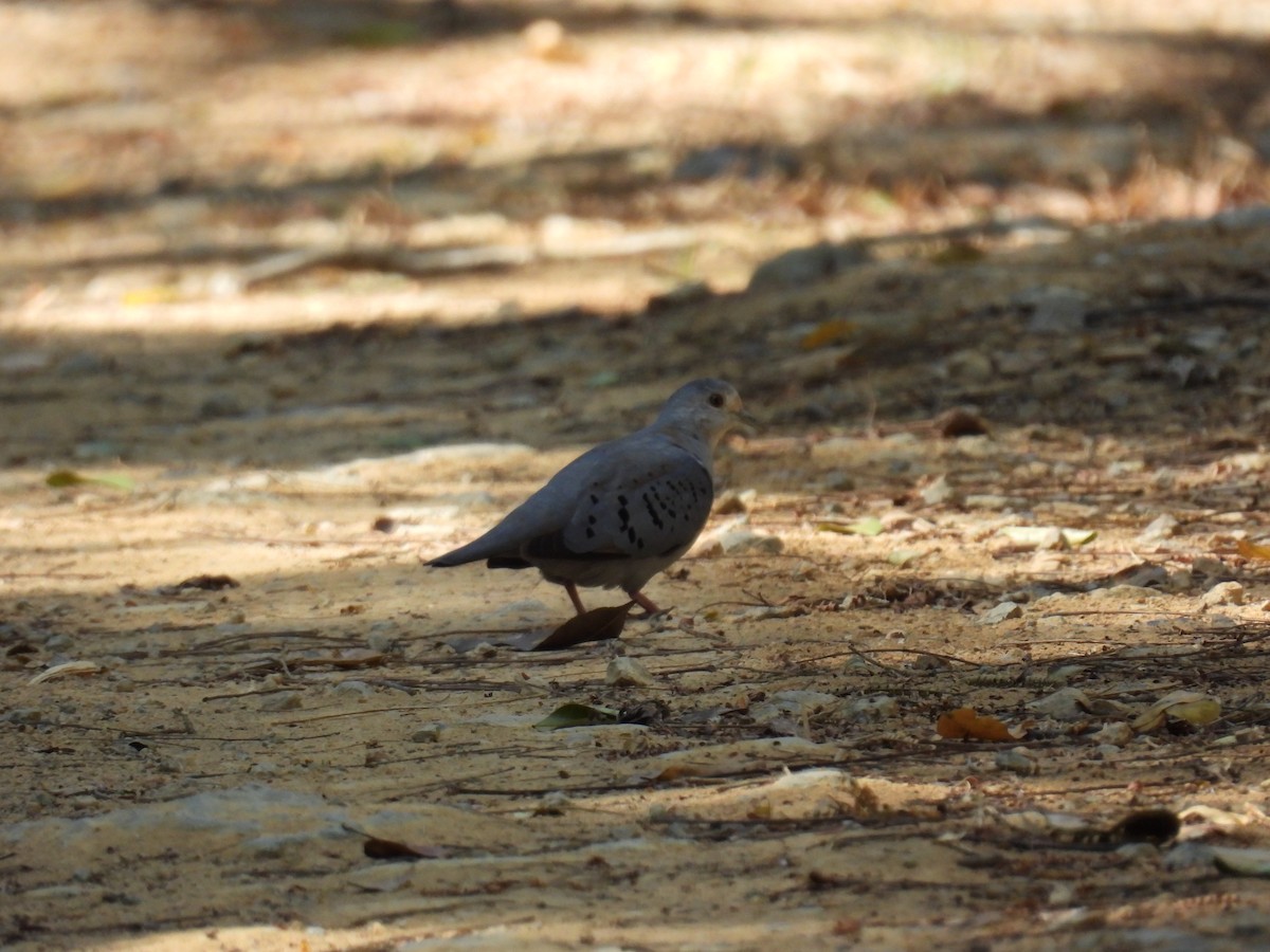 Blue Ground Dove - WILLIAM MACIEL