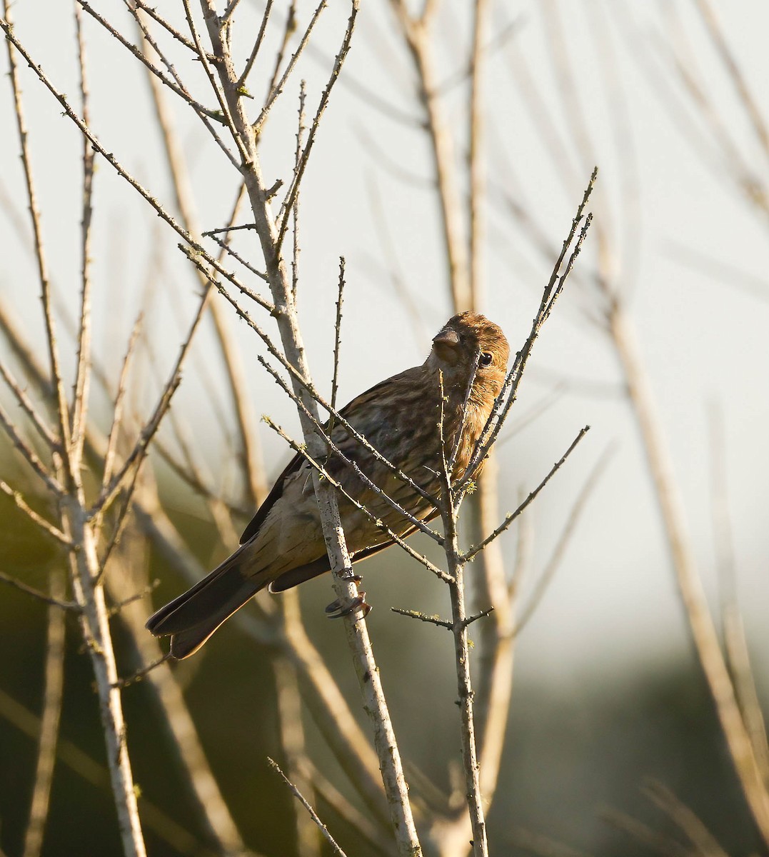 House Finch - ML623873526