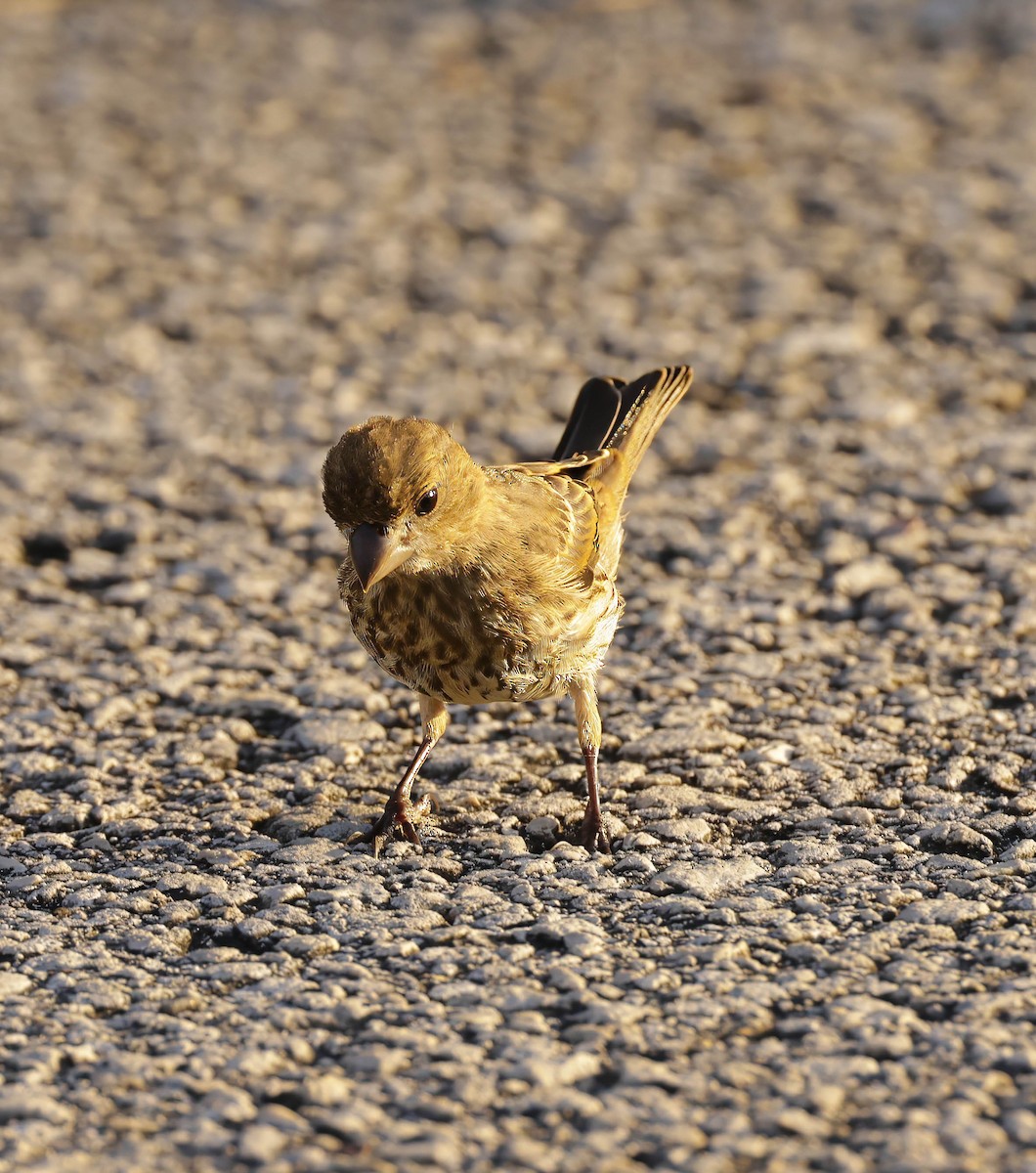 House Finch - ML623873527