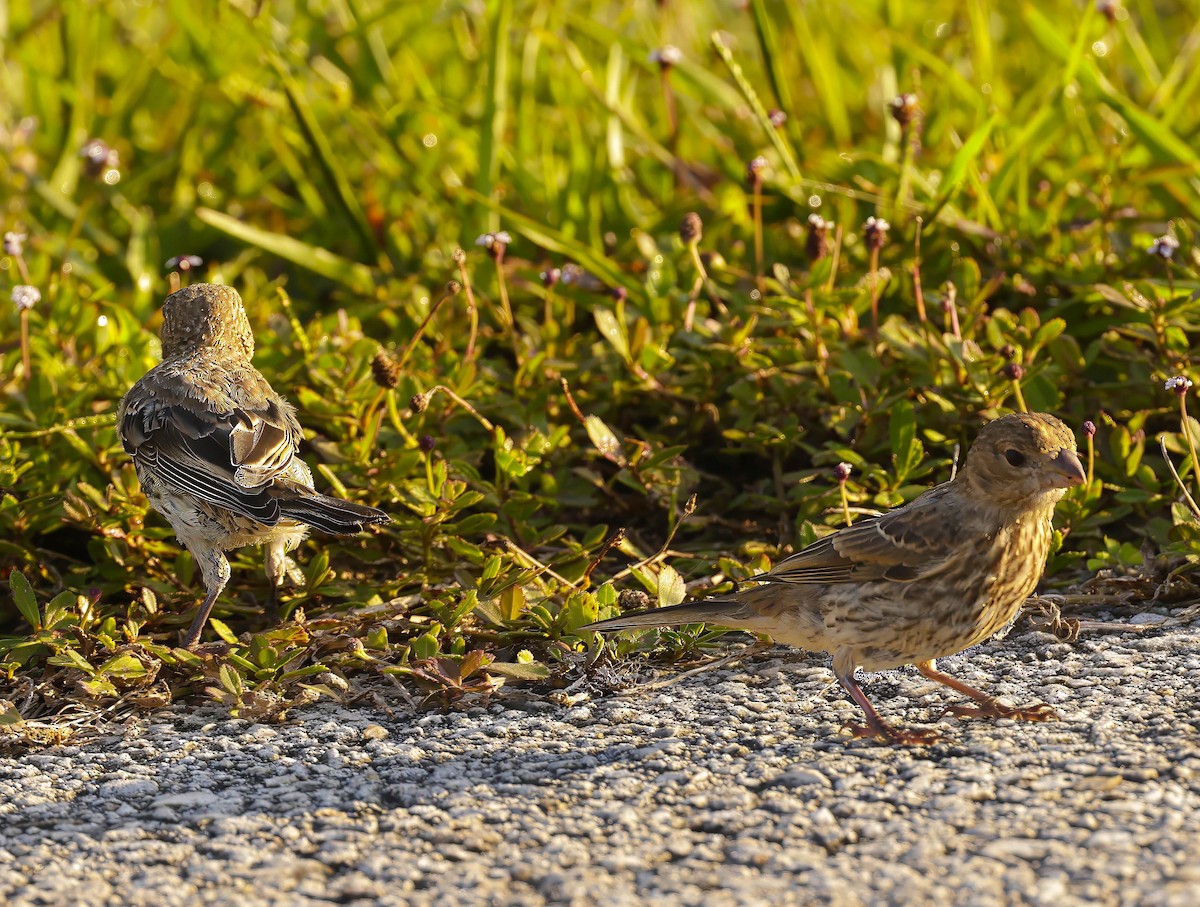 House Finch - ML623873529