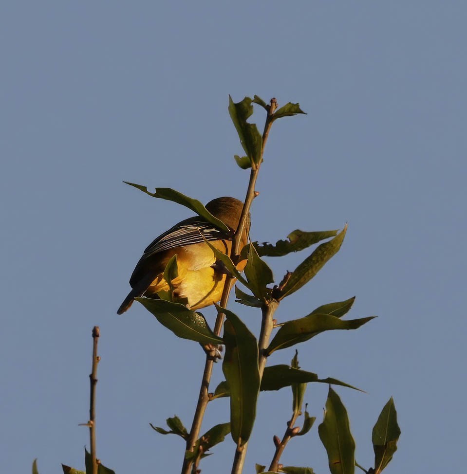 Baltimore Oriole - ML623873539