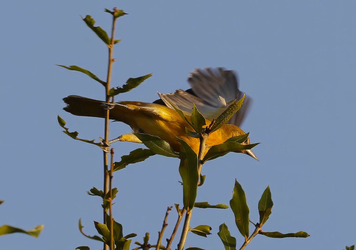 Baltimore Oriole - ML623873542