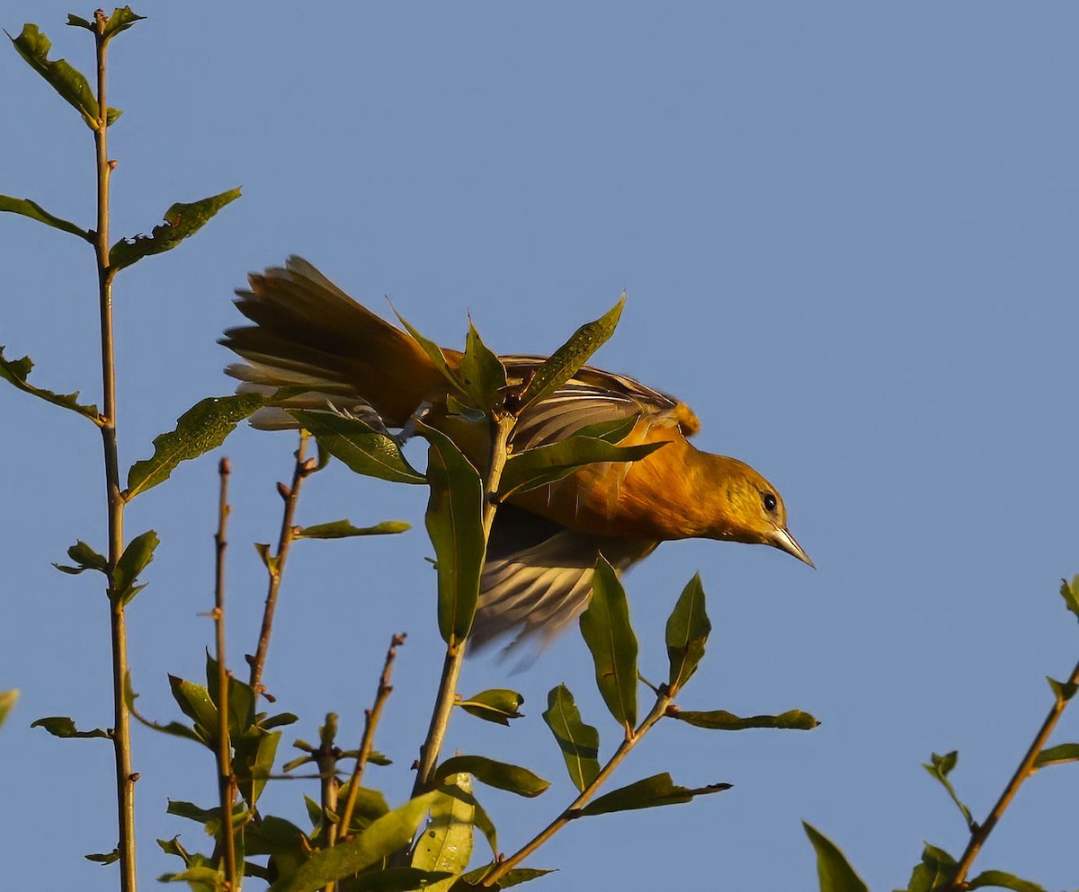 Baltimore Oriole - ML623873543