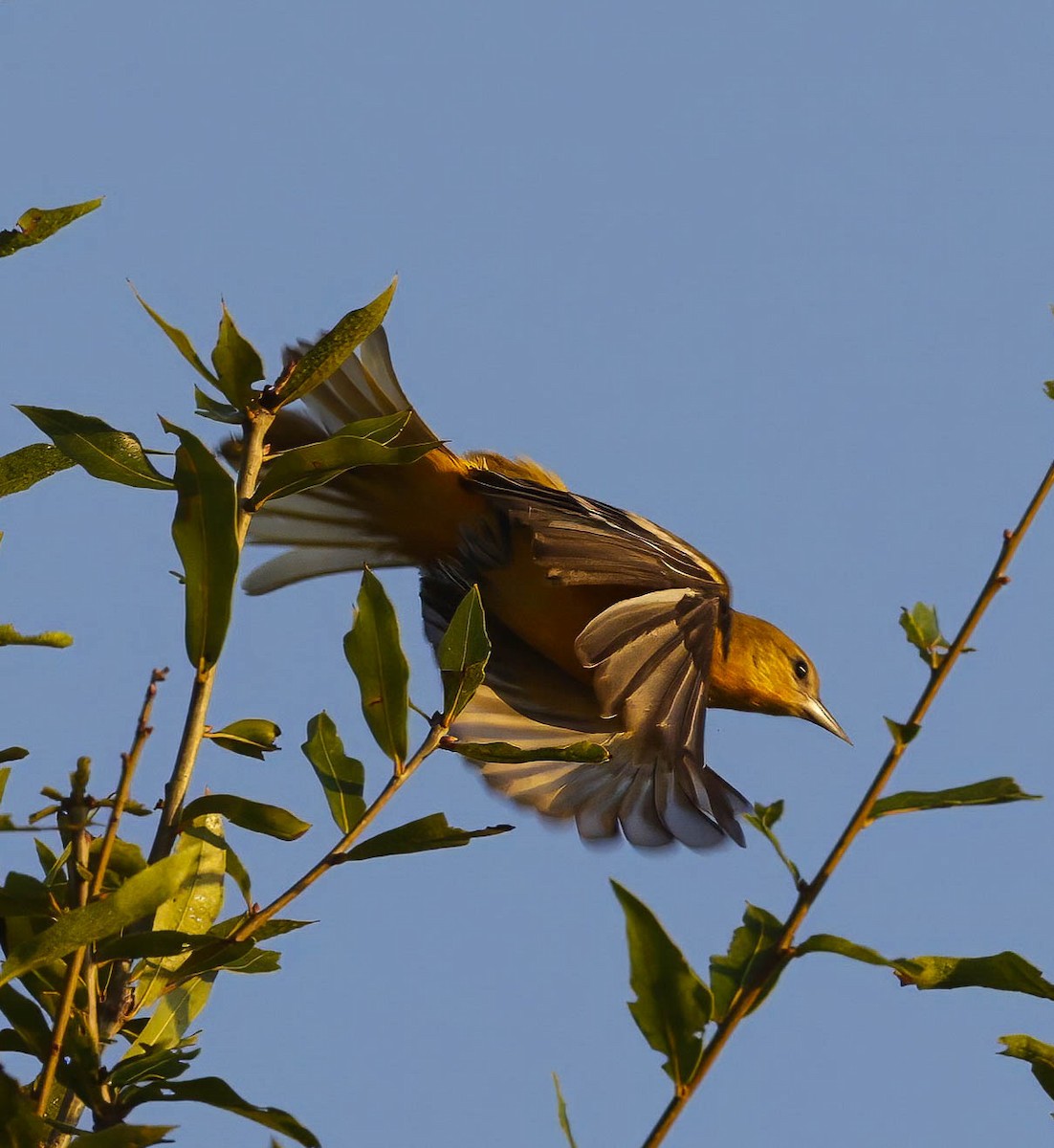 Baltimore Oriole - ML623873544