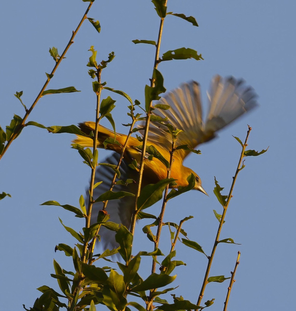 Baltimore Oriole - ML623873545