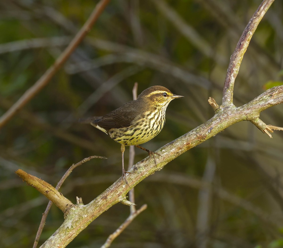 Northern Waterthrush - ML623873550