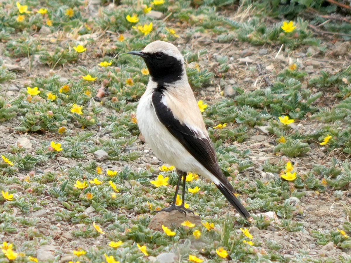 Кам'янка пустельна - ML623873585