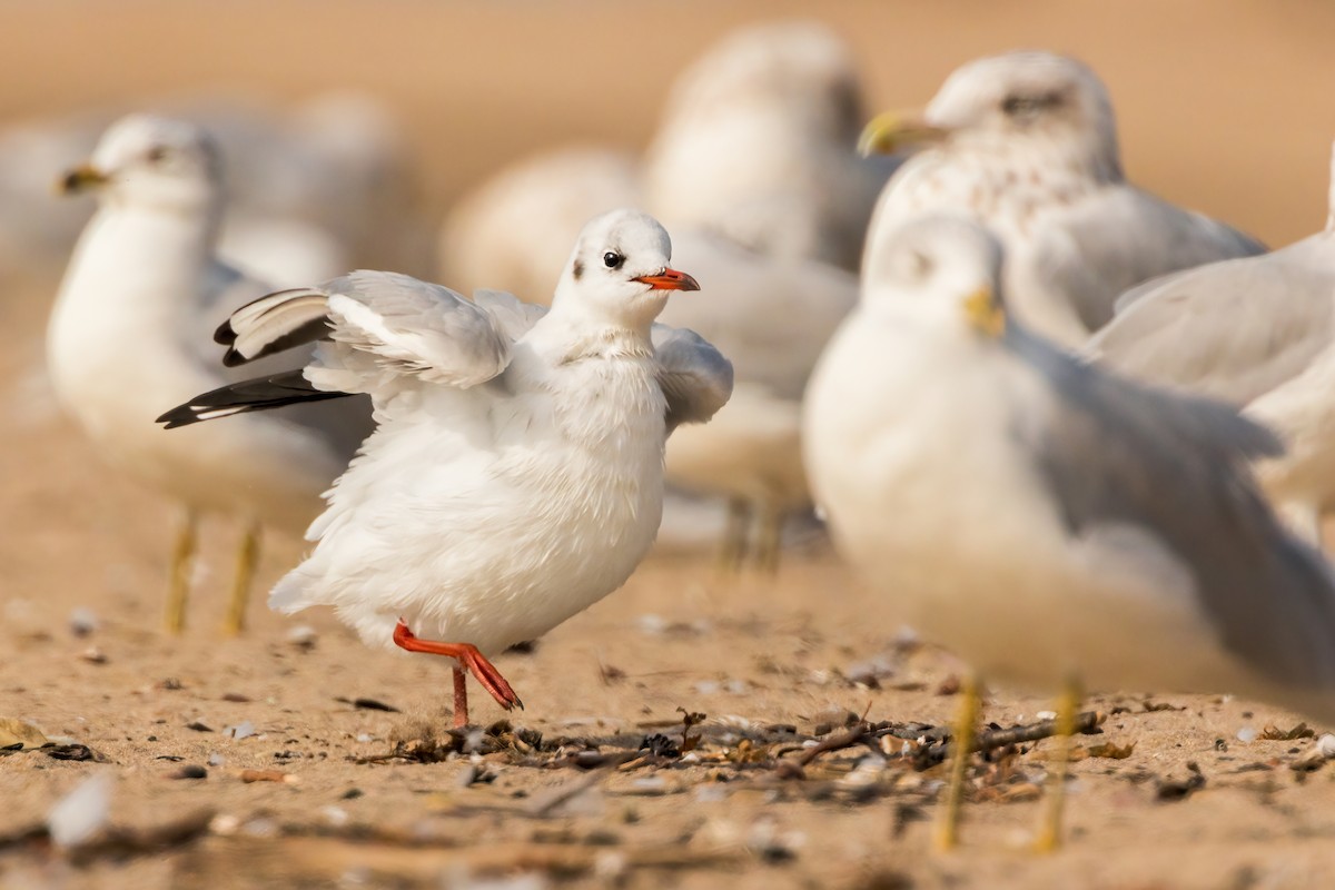 Black-headed Gull - ML623873605