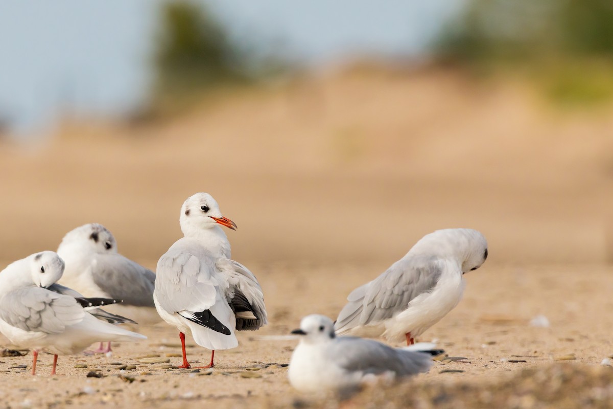 Black-headed Gull - ML623873613
