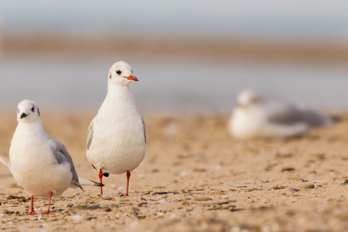Black-headed Gull - ML623873616
