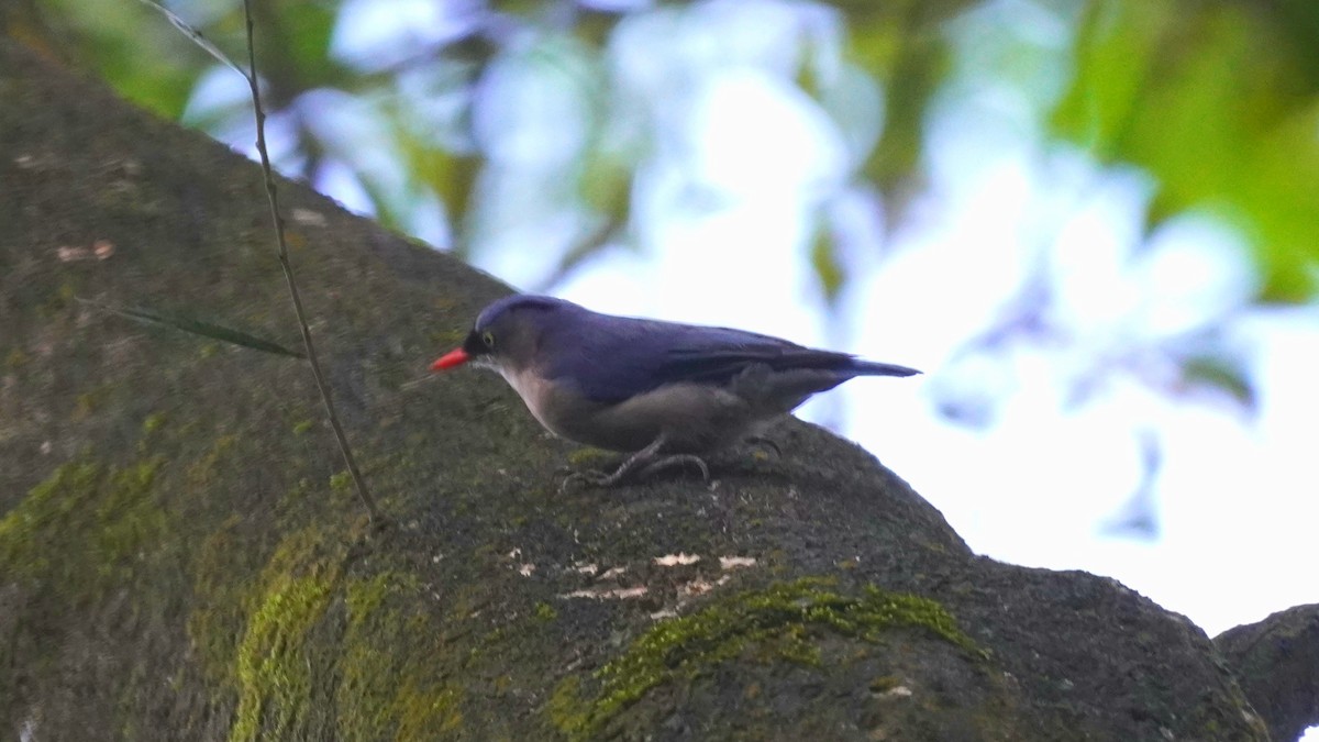 Velvet-fronted Nuthatch - ML623873626