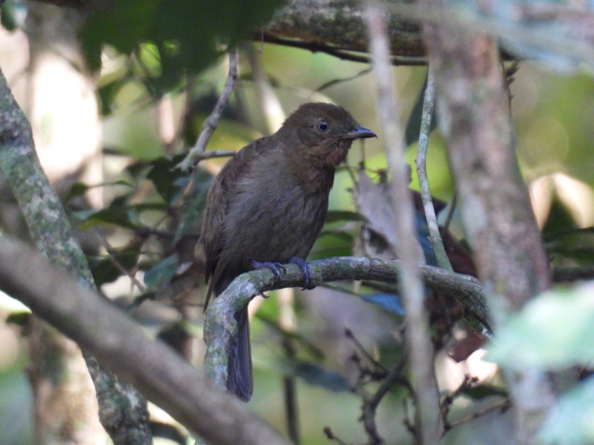 Brown-winged Schiffornis (Brown-winged) - ML623873632