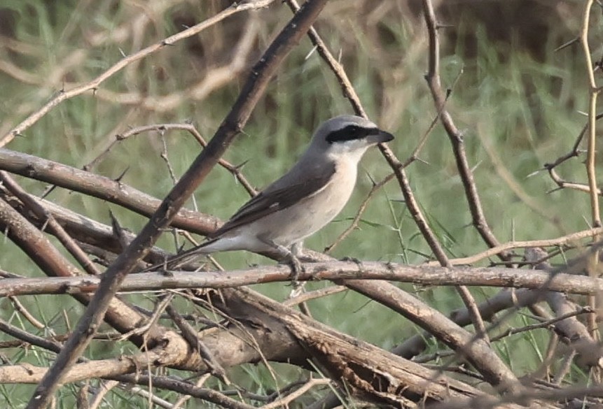 Red-tailed Shrike - ML623873651