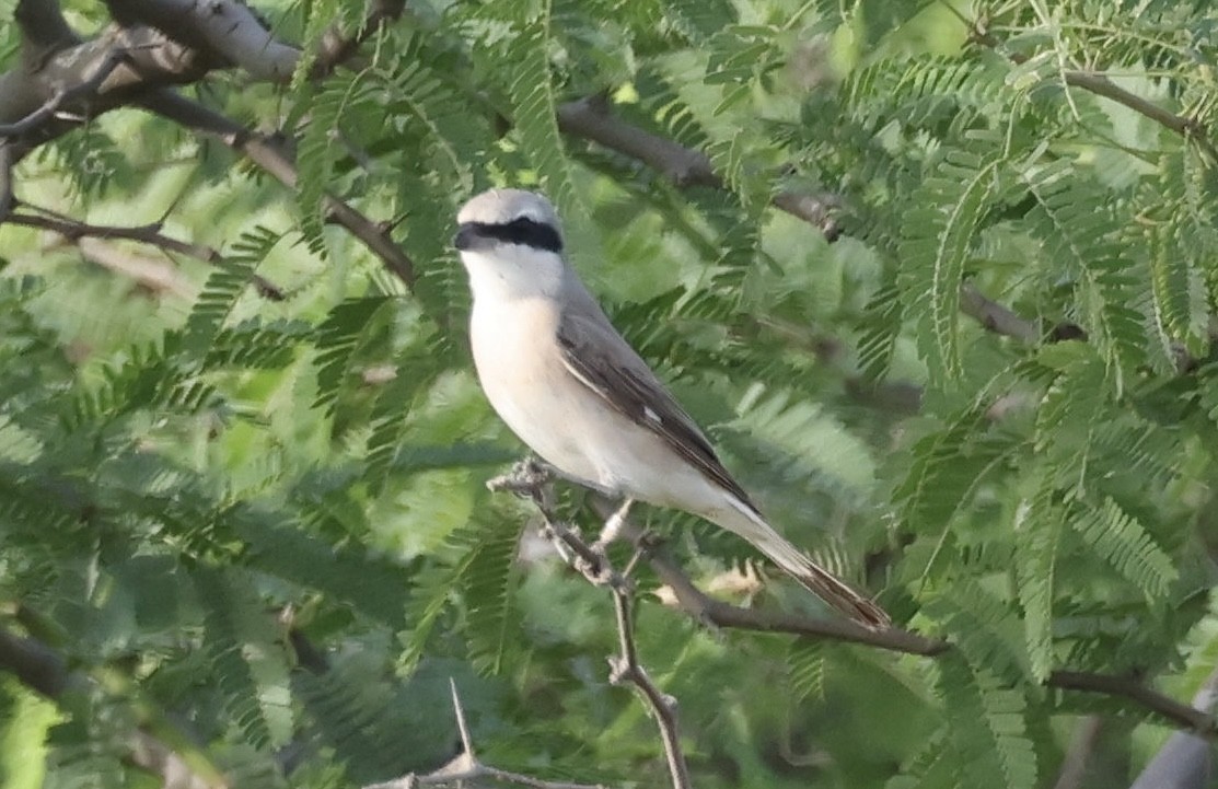 Red-tailed Shrike - ML623873652