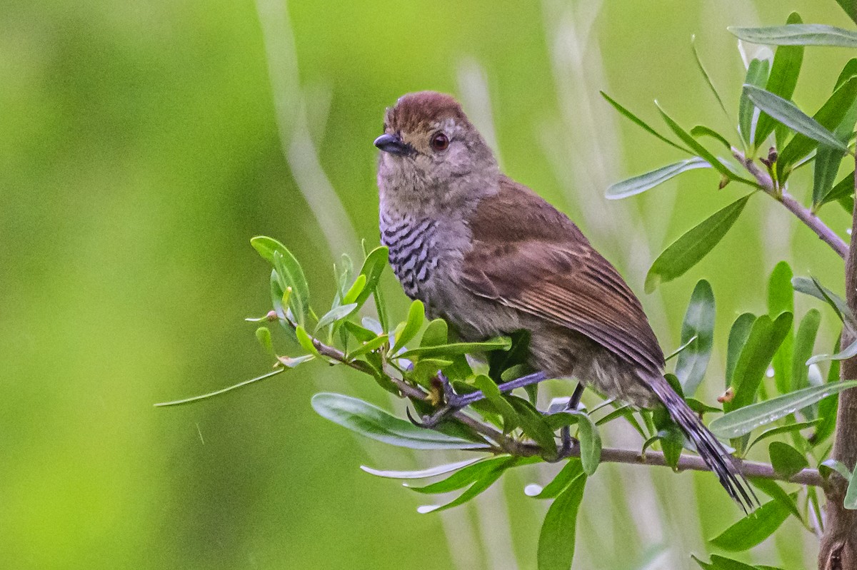 Rufous-capped Antshrike - ML623873669