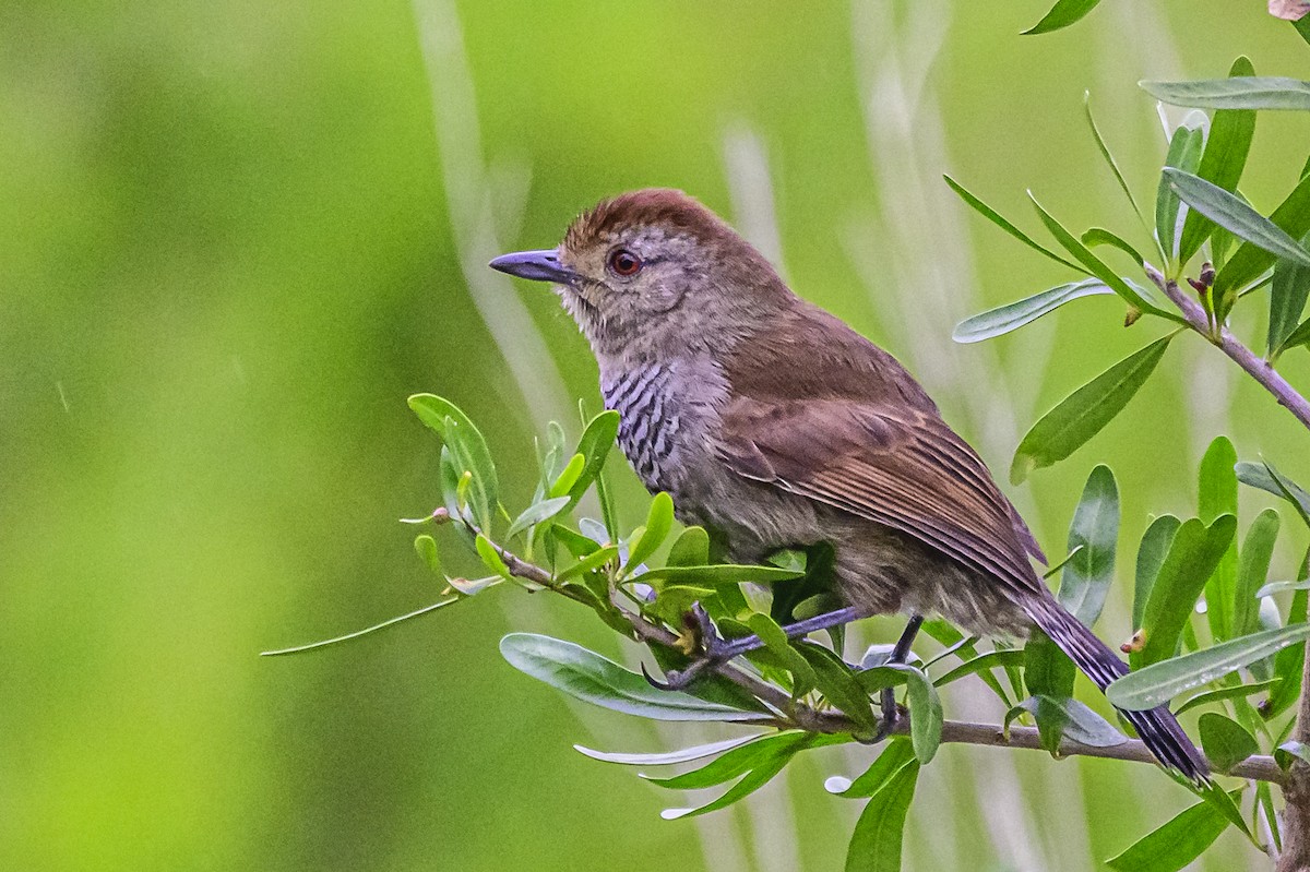 Rufous-capped Antshrike - ML623873670