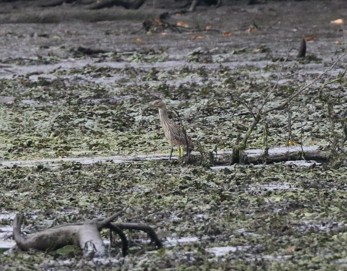 Black-crowned Night Heron - Andrew Vallely