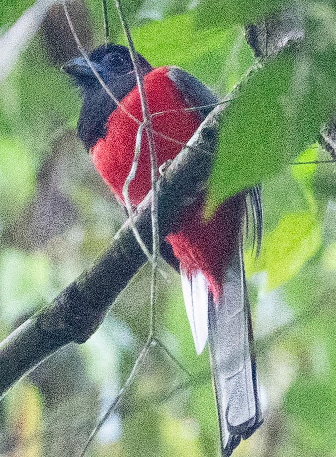 Diard's Trogon - ML623873768