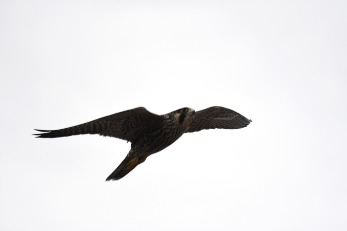 Peregrine Falcon - ML623873775