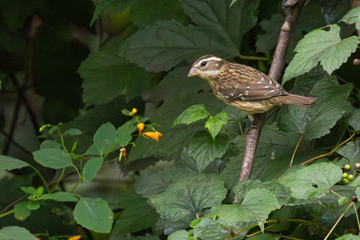 Rose-breasted Grosbeak - ML623873787