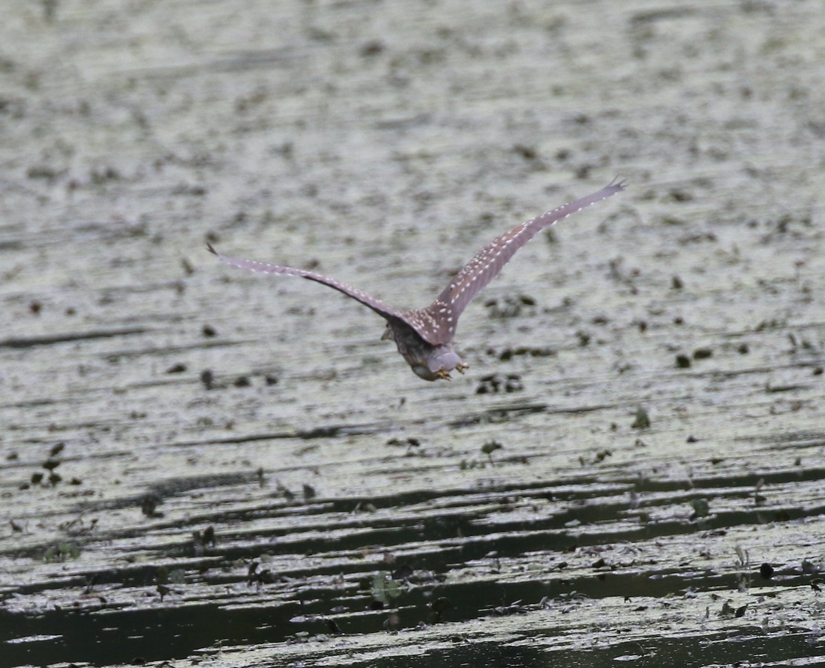 Black-crowned Night Heron - ML623873789