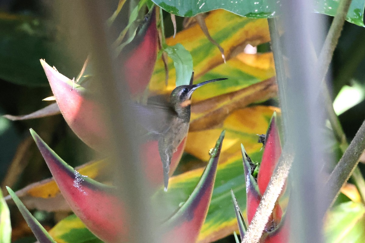 Pale-tailed Barbthroat - ML623873800