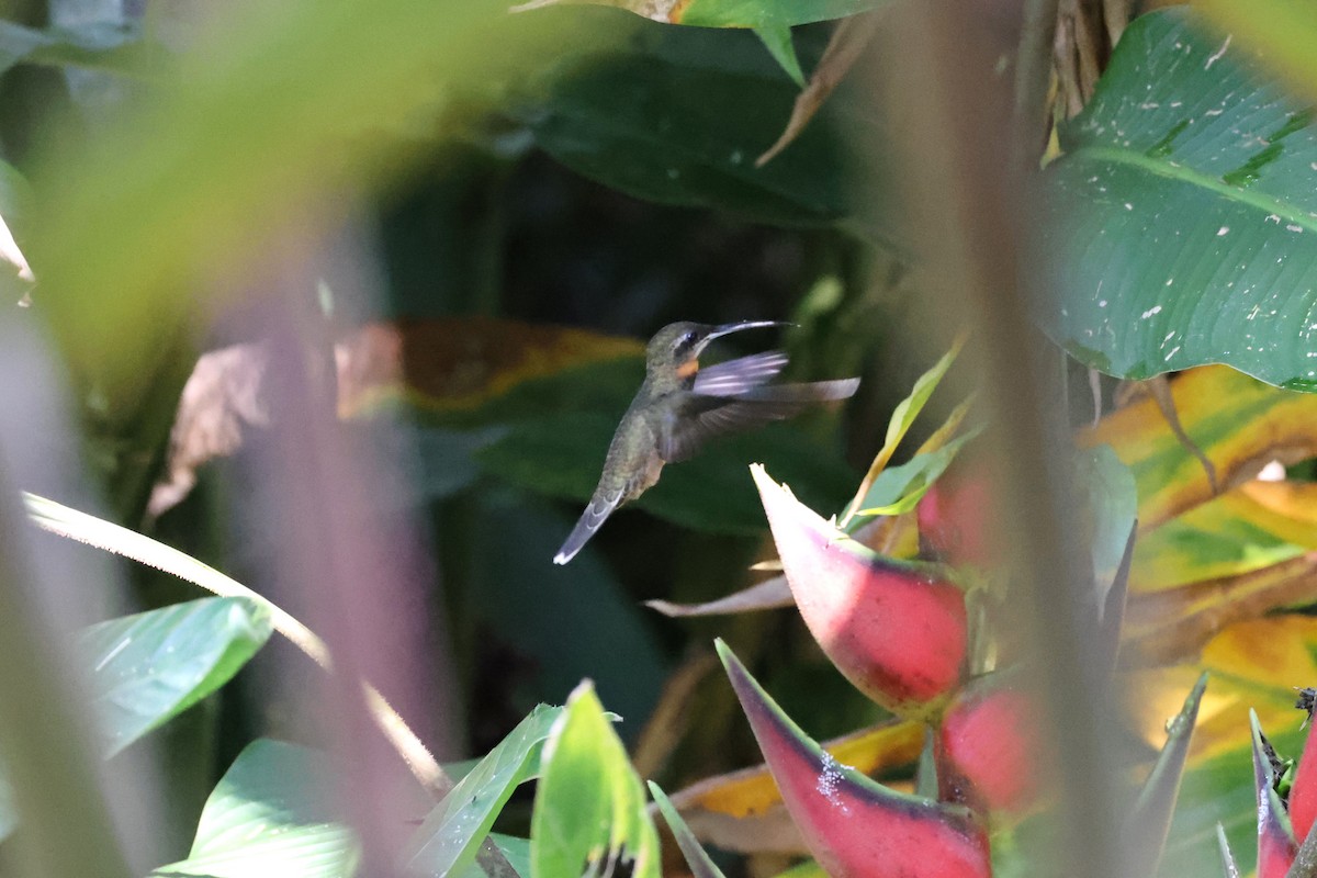 Pale-tailed Barbthroat - ML623873803