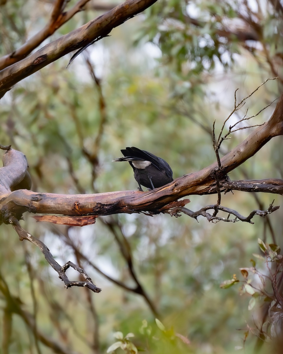 Gray Currawong - ML623873818