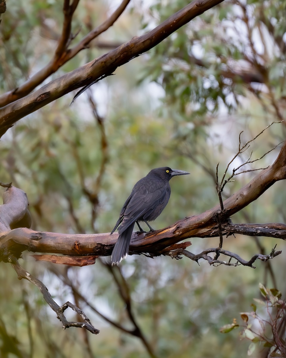 Gray Currawong - ML623873819