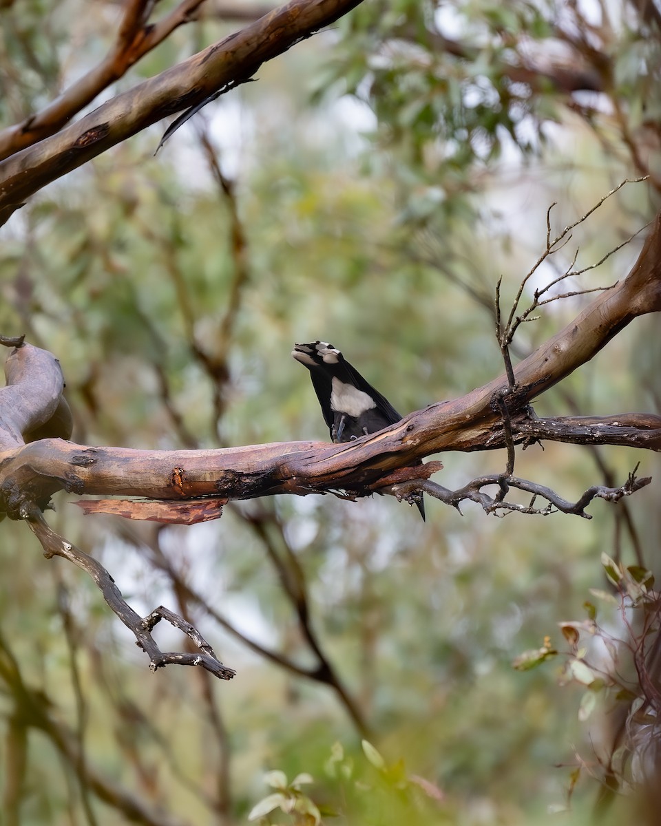 Gray Currawong - ML623873820