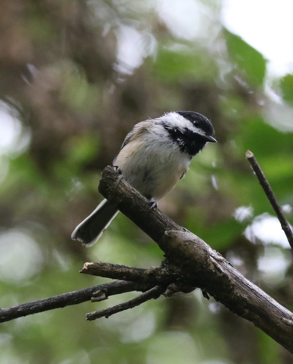 Black-capped Chickadee - ML623873824