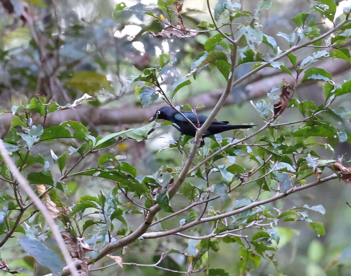 Yellow-eyed Starling - ML623873836