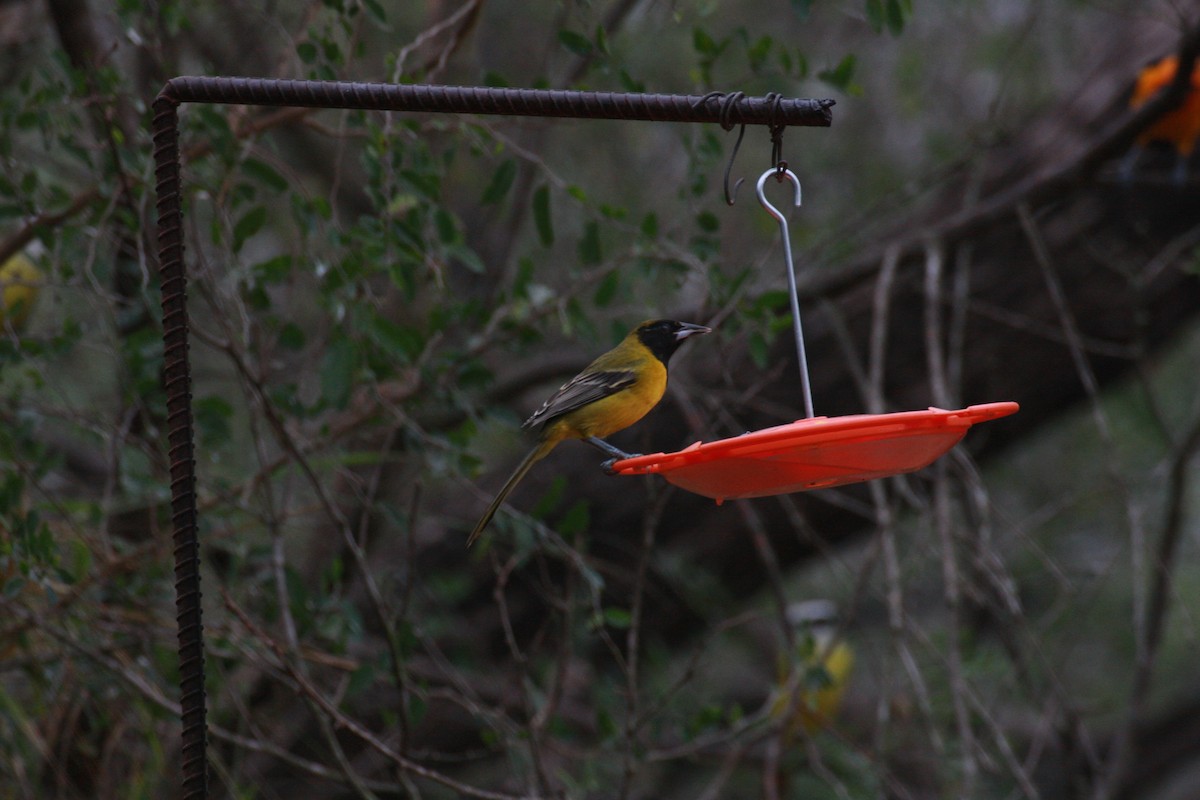 Audubon's Oriole - ML623873843