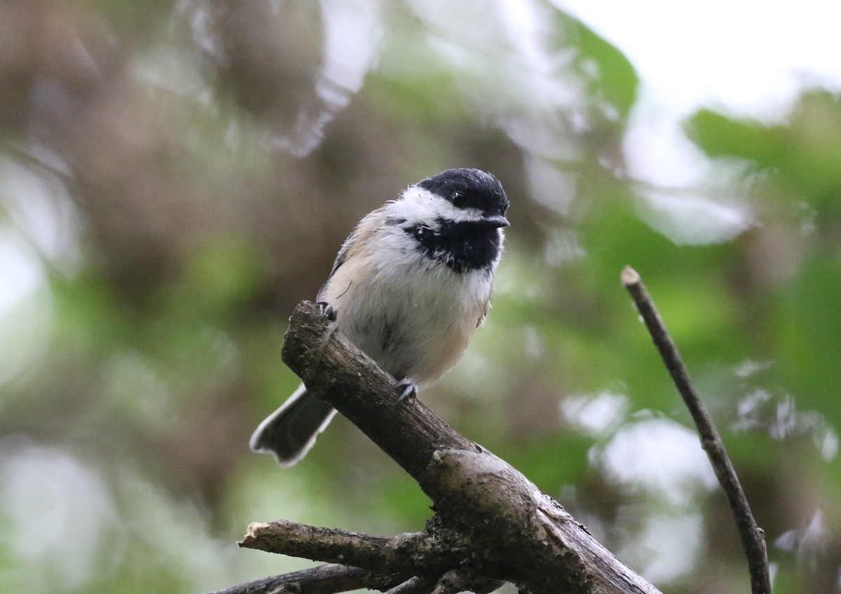 Black-capped Chickadee - ML623873850