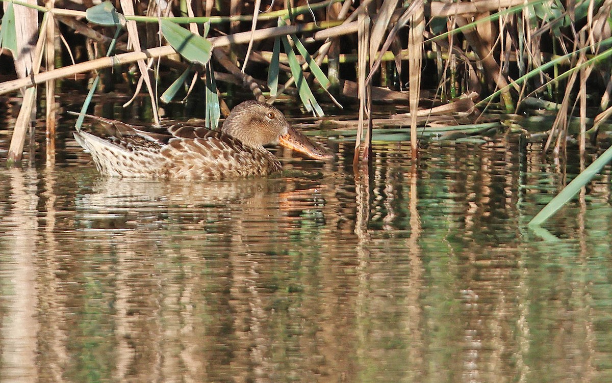 Northern Shoveler - ML623873854