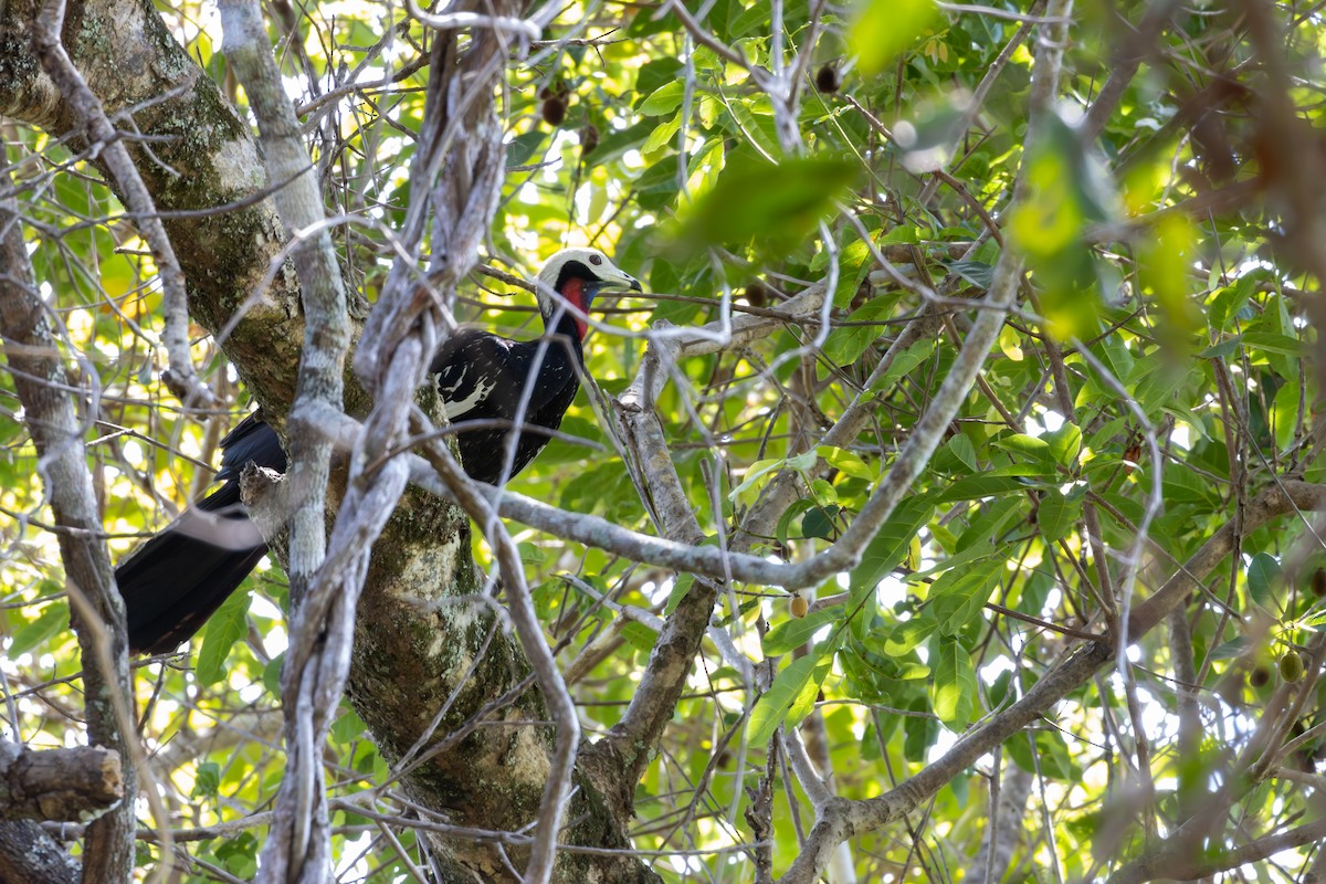 Red-throated Piping-Guan - ML623873856