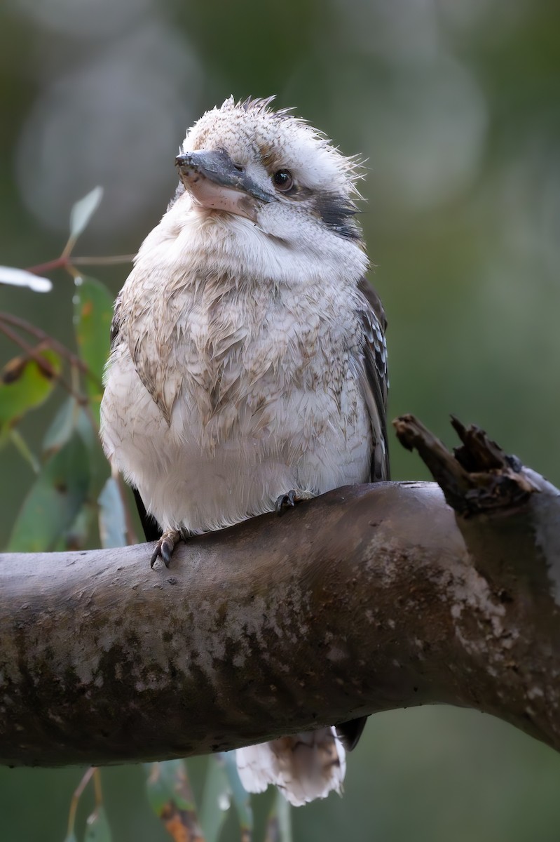 Laughing Kookaburra - ML623873868