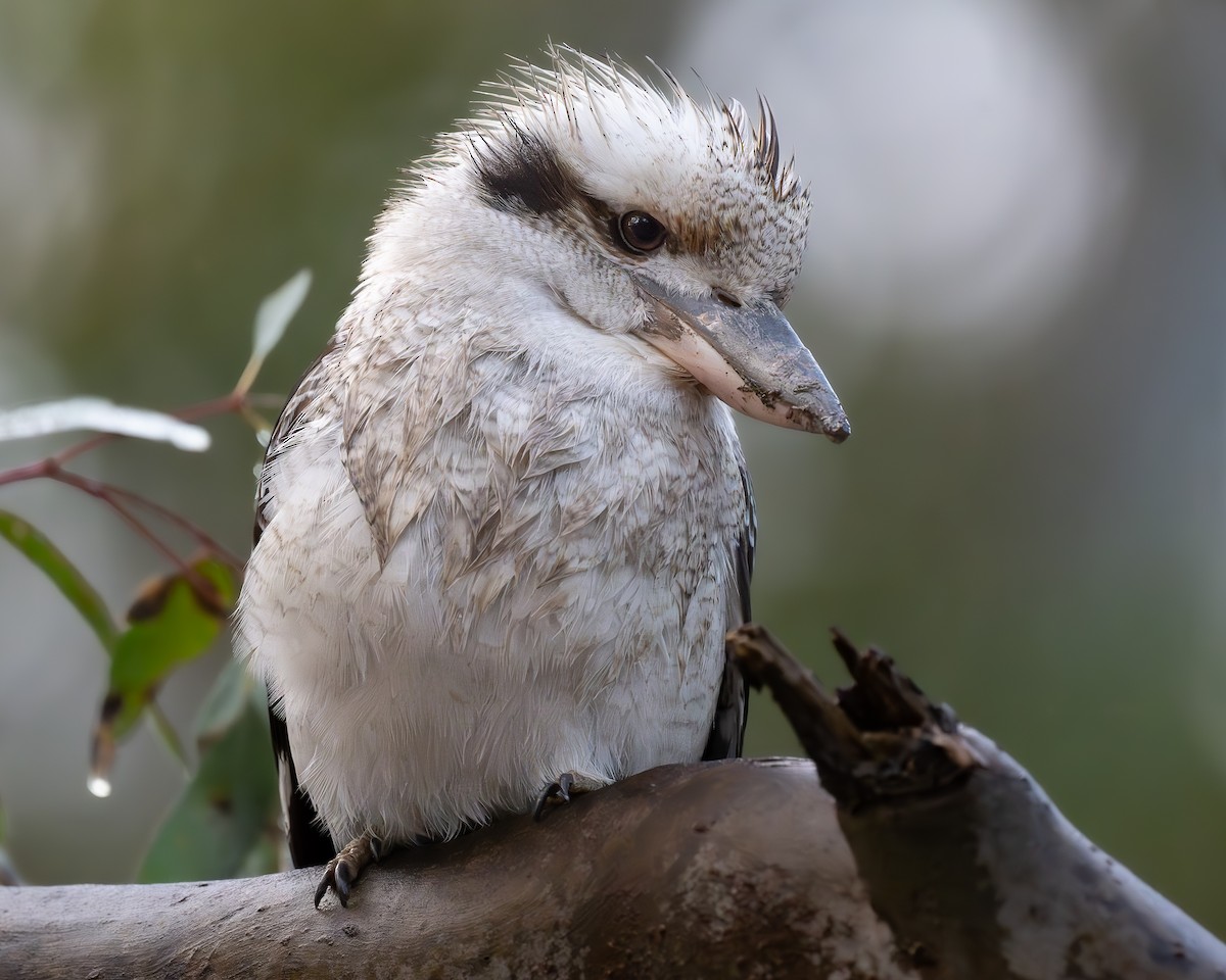 Laughing Kookaburra - ML623873869