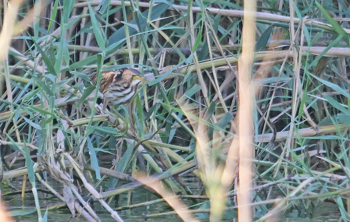 Little Bittern - Ricardo Santamaria