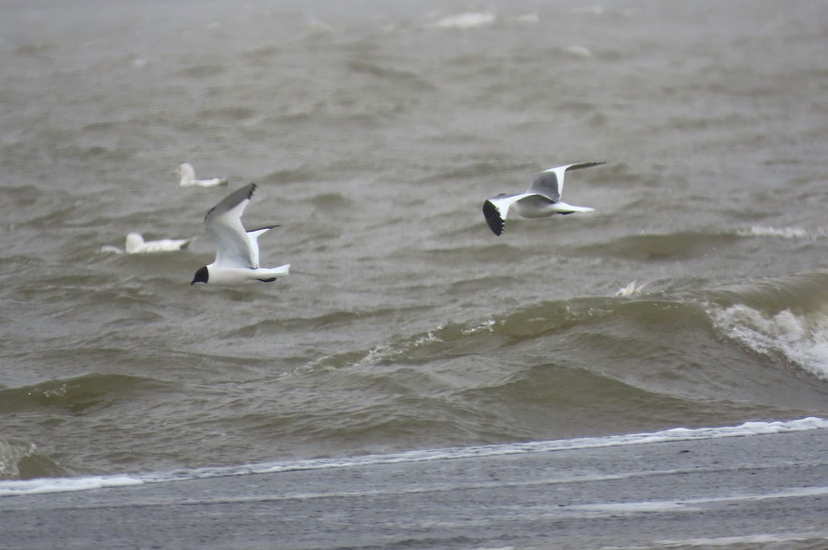 Sabine's Gull - ML623873893