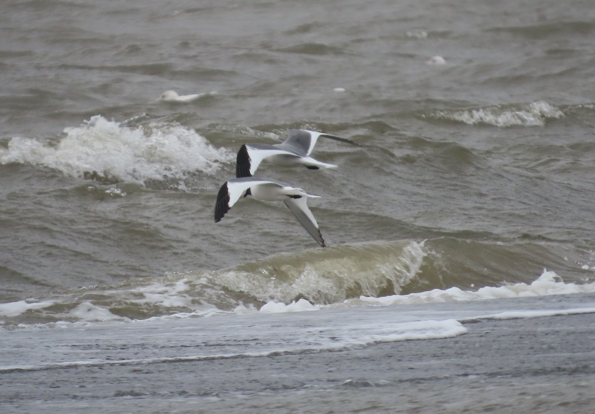 Sabine's Gull - ML623873895