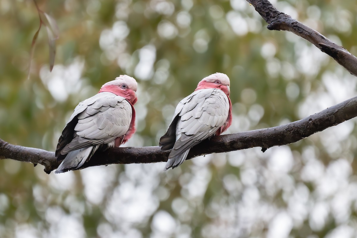 Galah - ML623873903