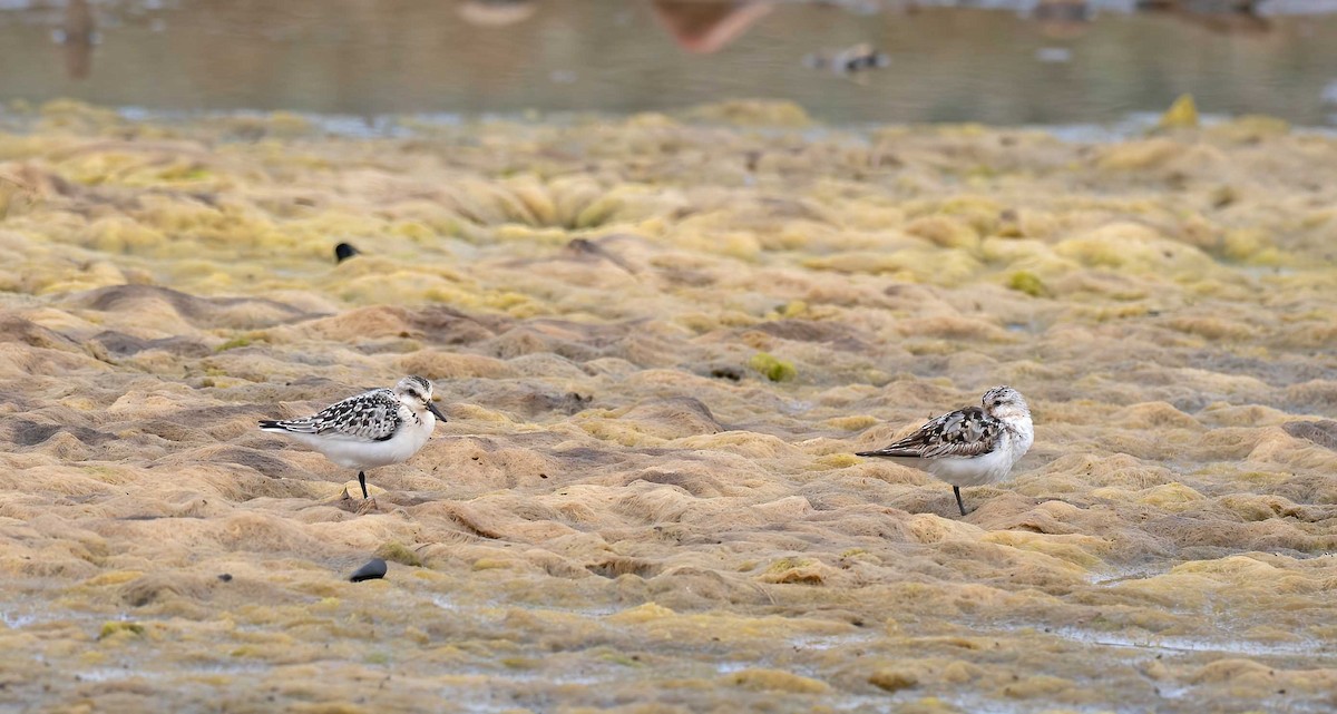 Sanderling - ML623873915