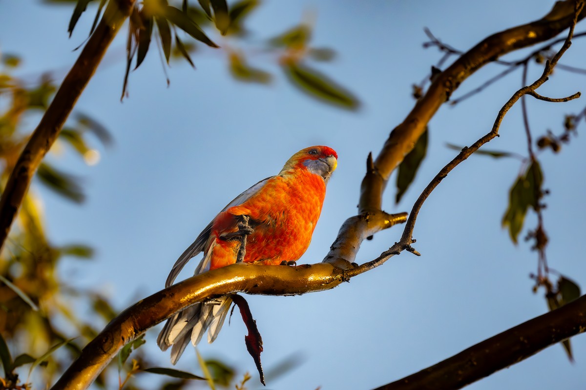 Crimson Rosella (Adelaide) - ML623873927