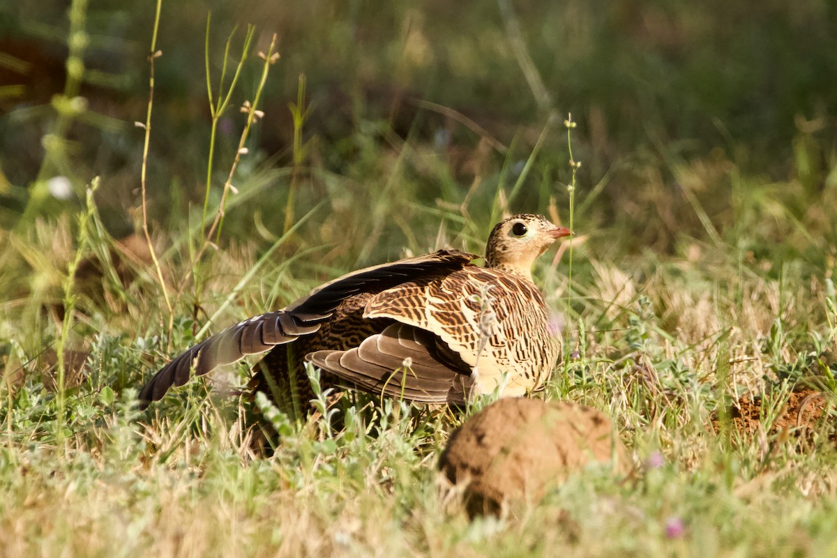 Painted Sandgrouse - Abhijeet  Avate