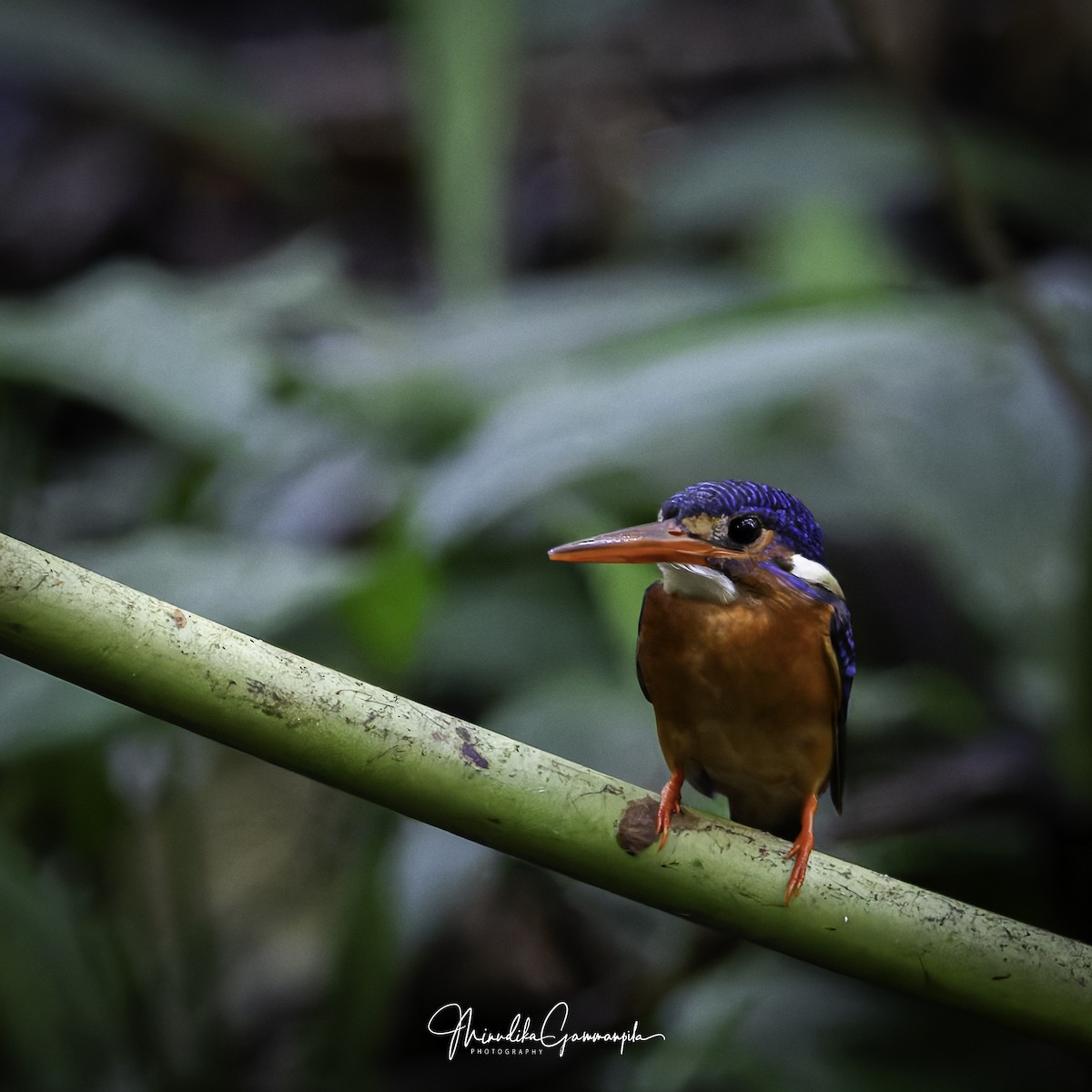 Blue-eared Kingfisher - ML623873943