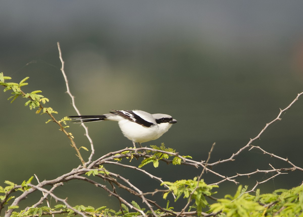 Great Gray Shrike - ML623873965